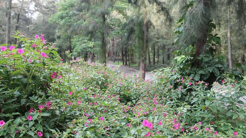 colomos bosques urbanos